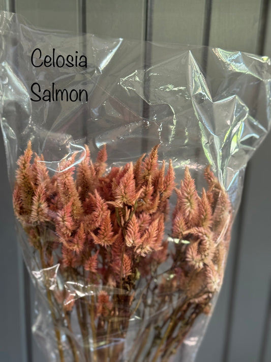 Dried Celosia