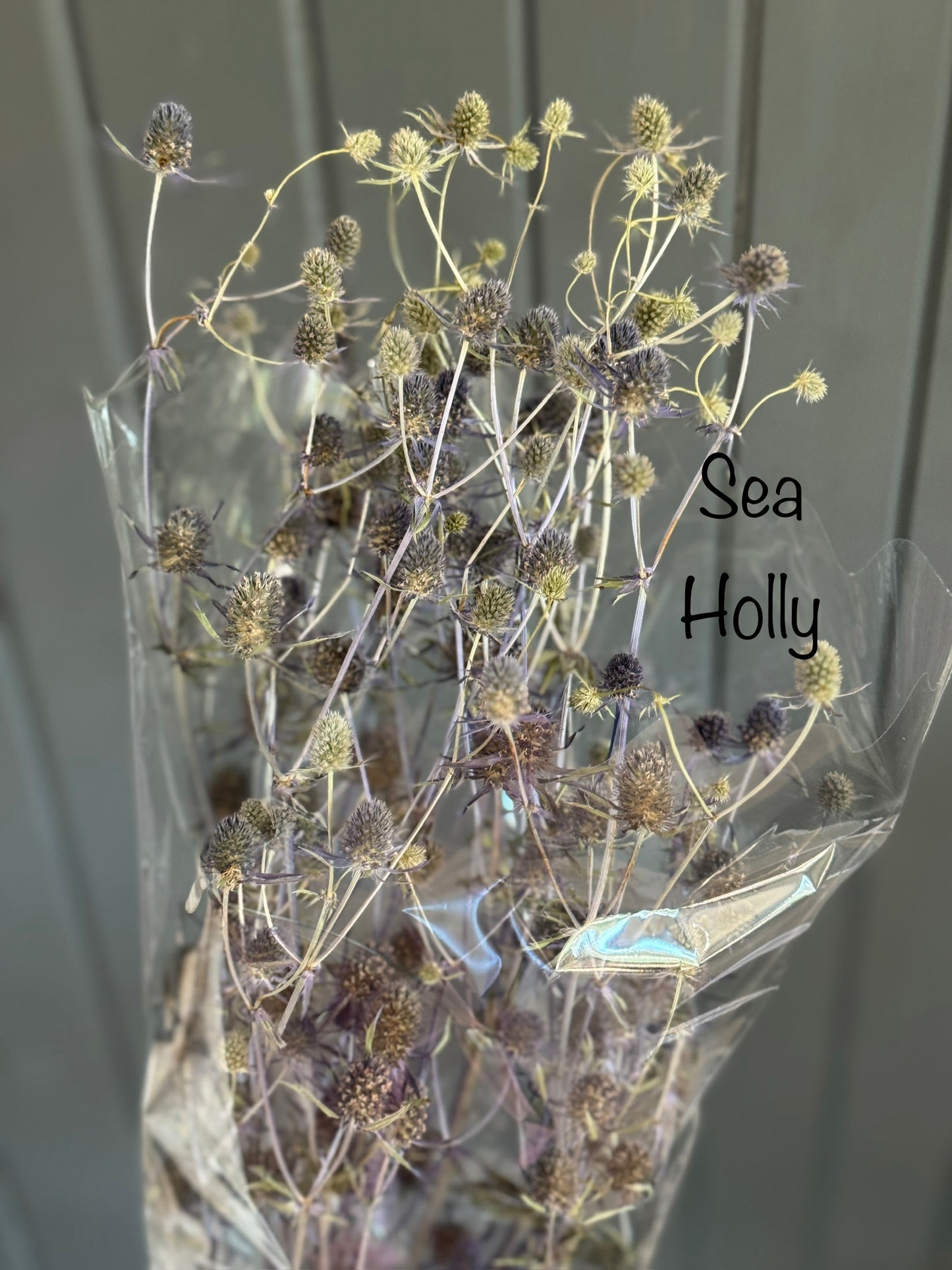 Dried Sea Holly