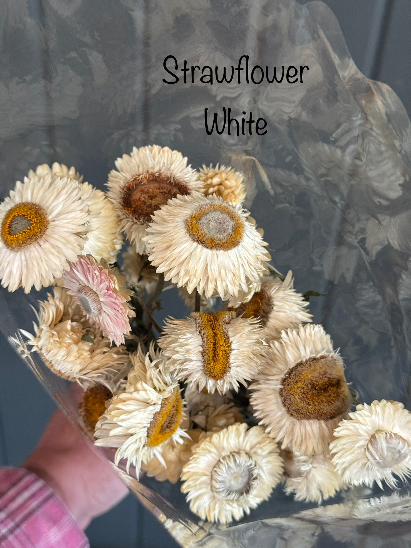 Dried Strawflower