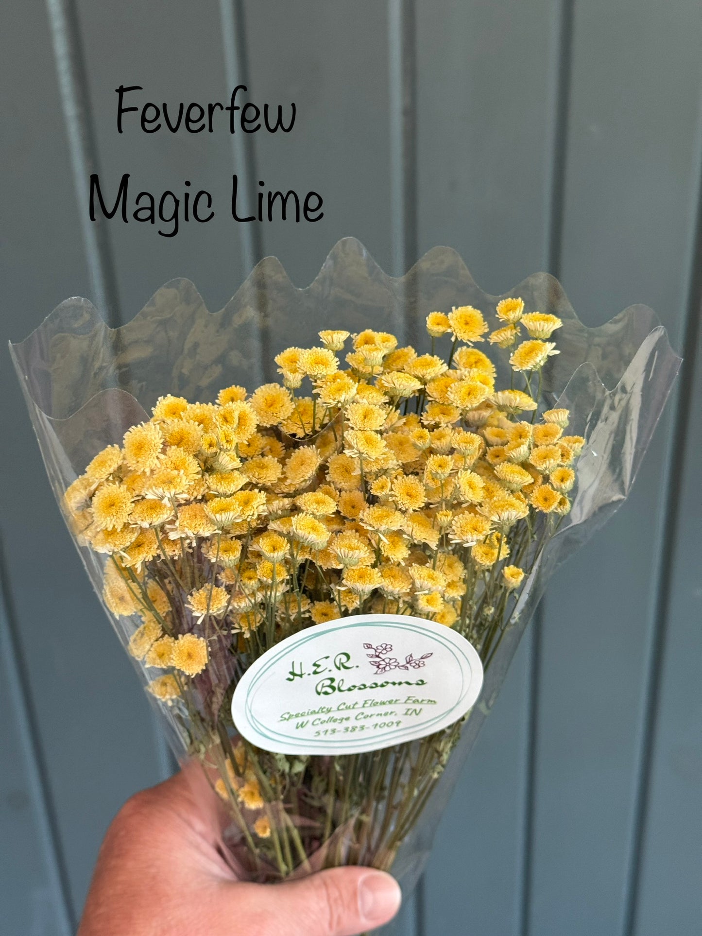 Dried Feverfew
