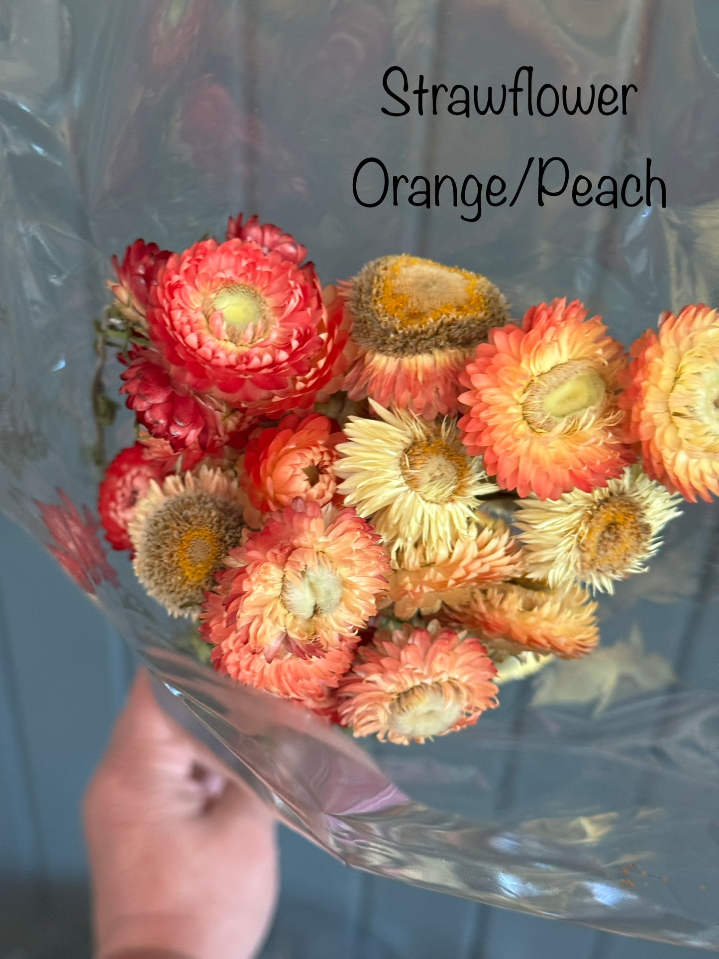 Dried Strawflower