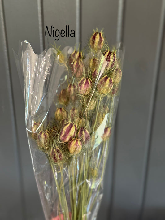 Dried Nigella