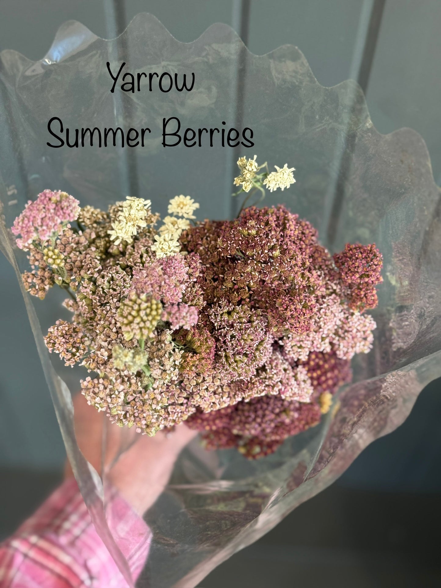 Dried Yarrow