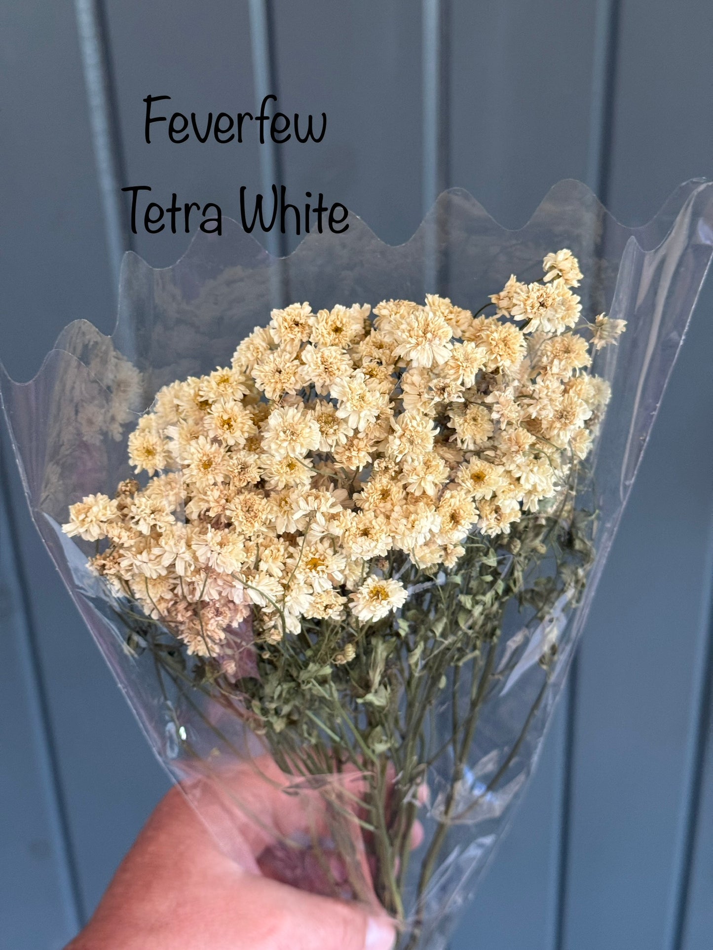 Dried Feverfew