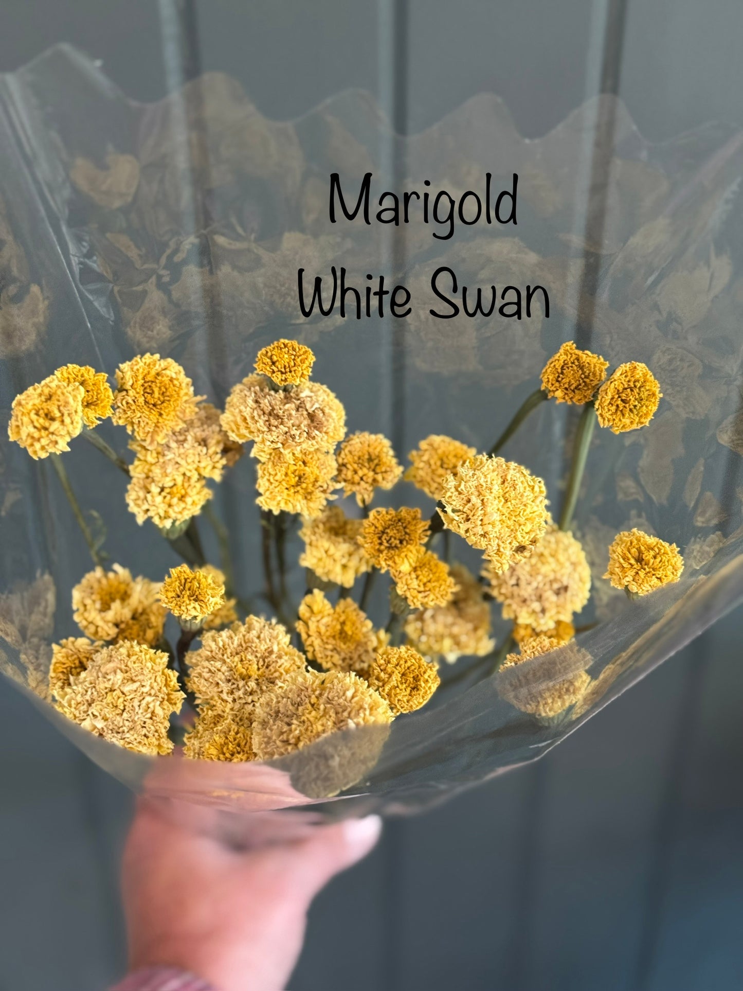 Dried Marigolds