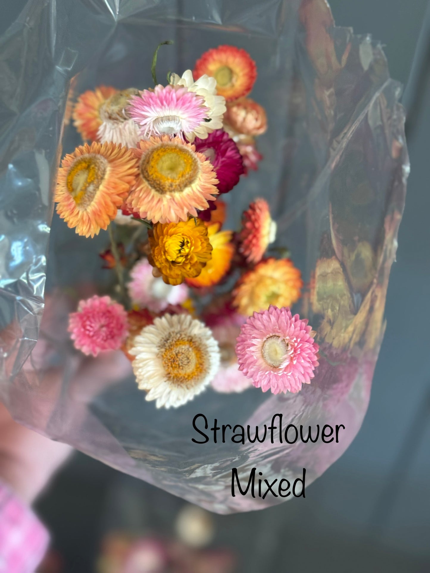 Dried Strawflower