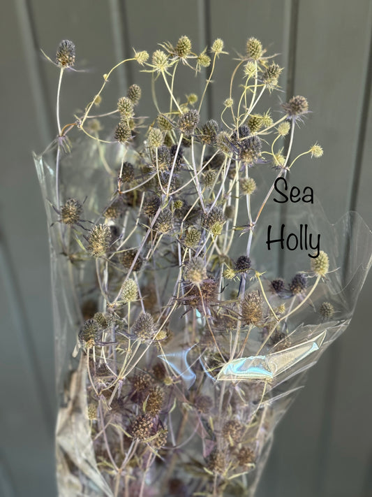 Dried Sea Holly