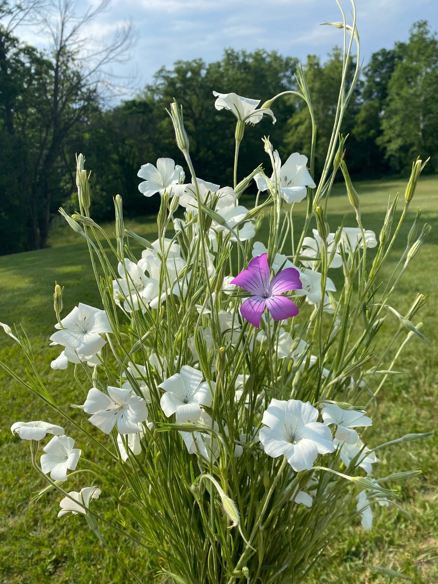 Cool Flowers & Soil Blocking Workshop