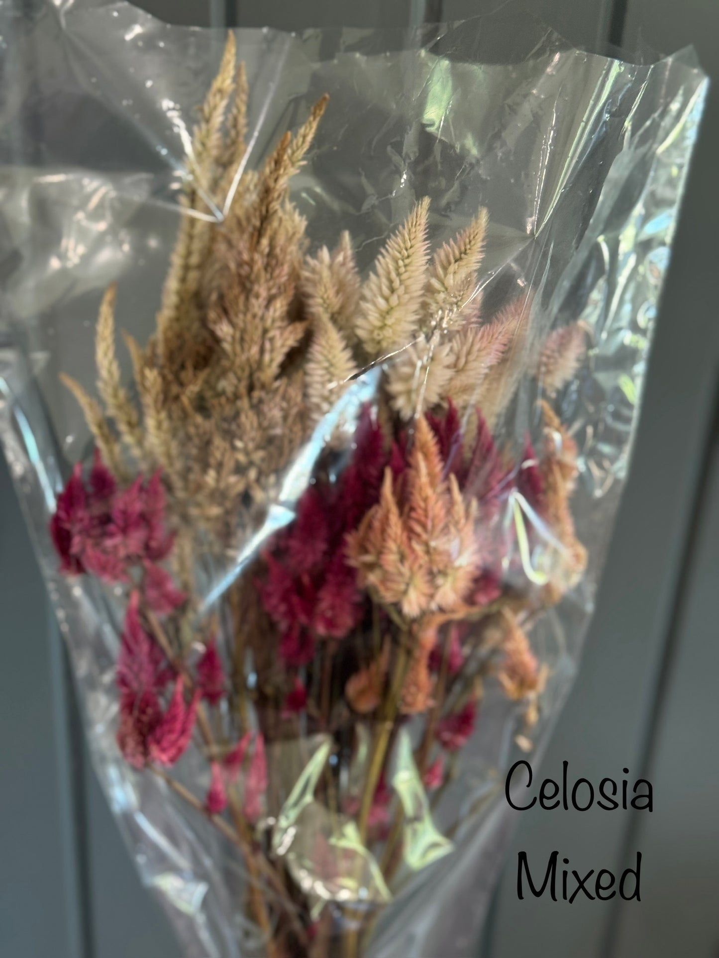 Dried Celosia
