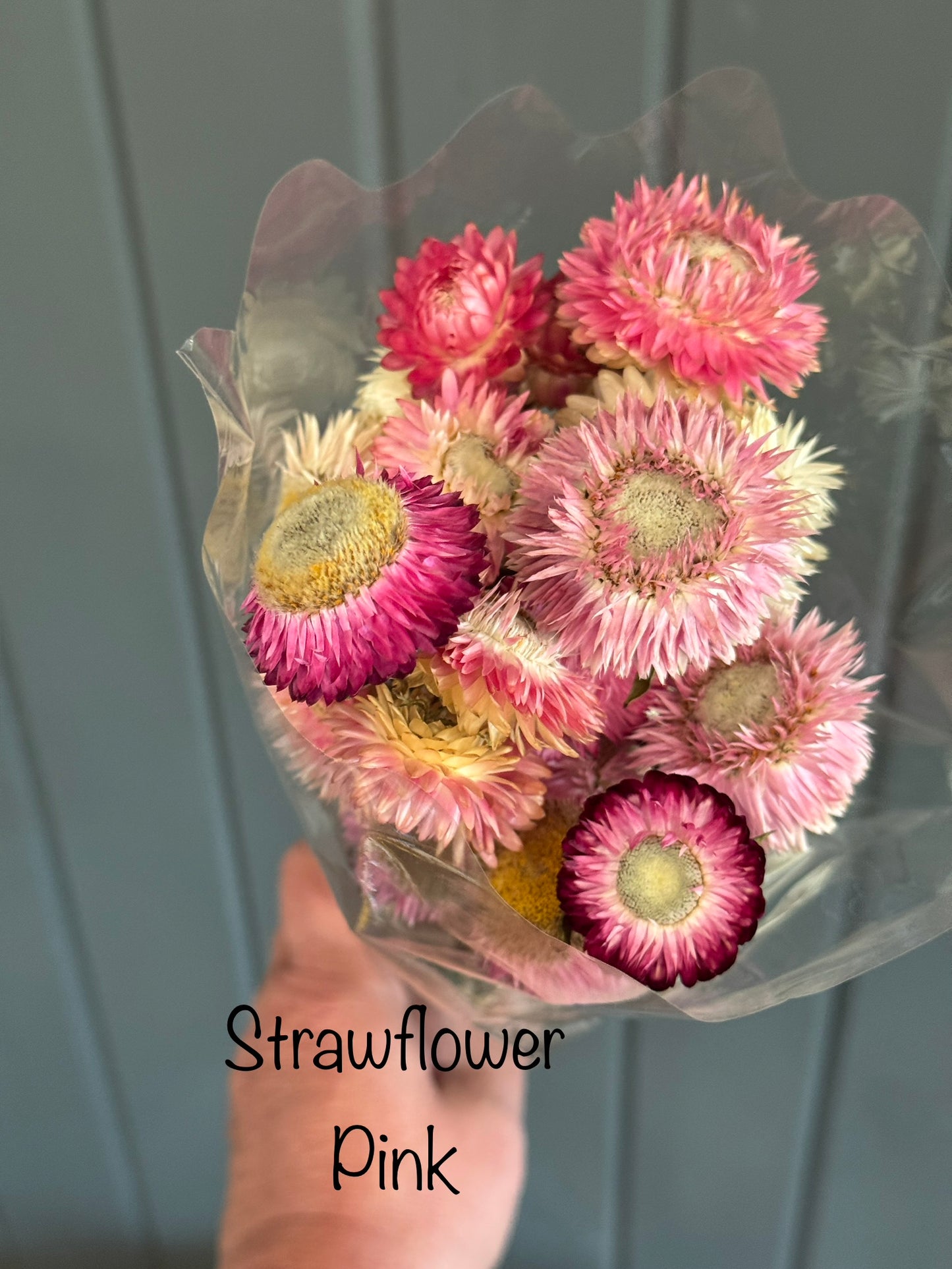 Dried Strawflower