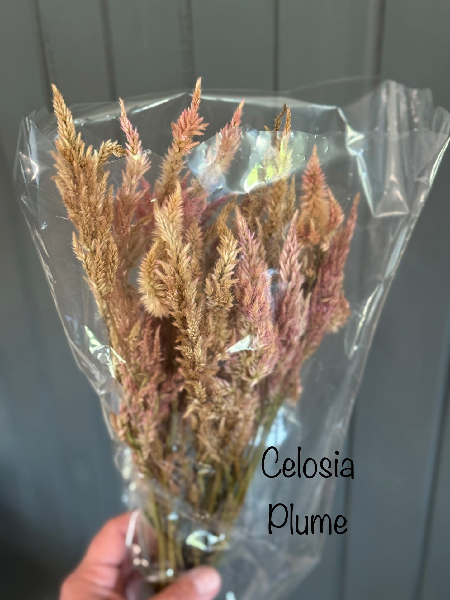Dried Celosia