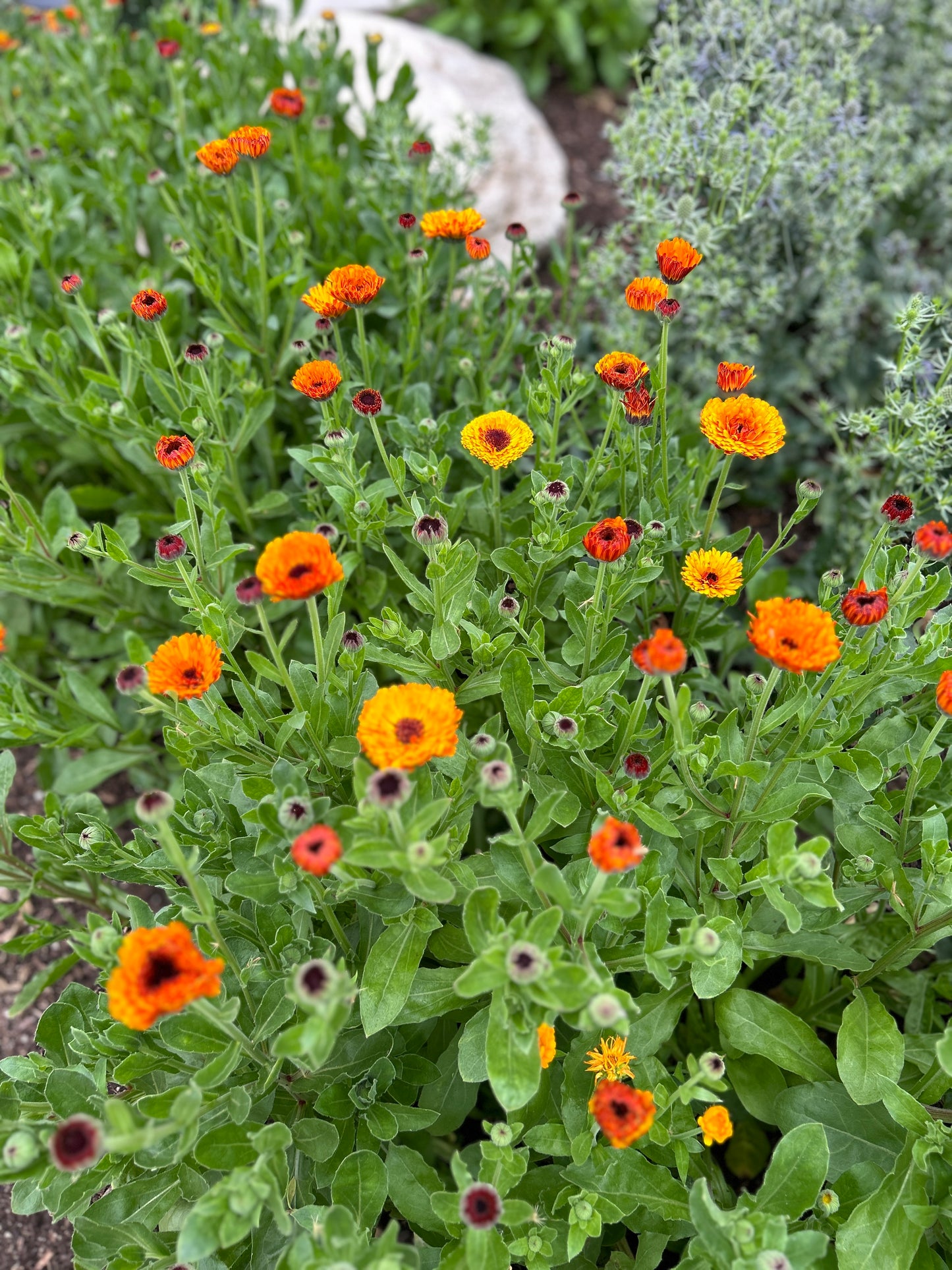Cool Flowers & Soil Blocking Workshop