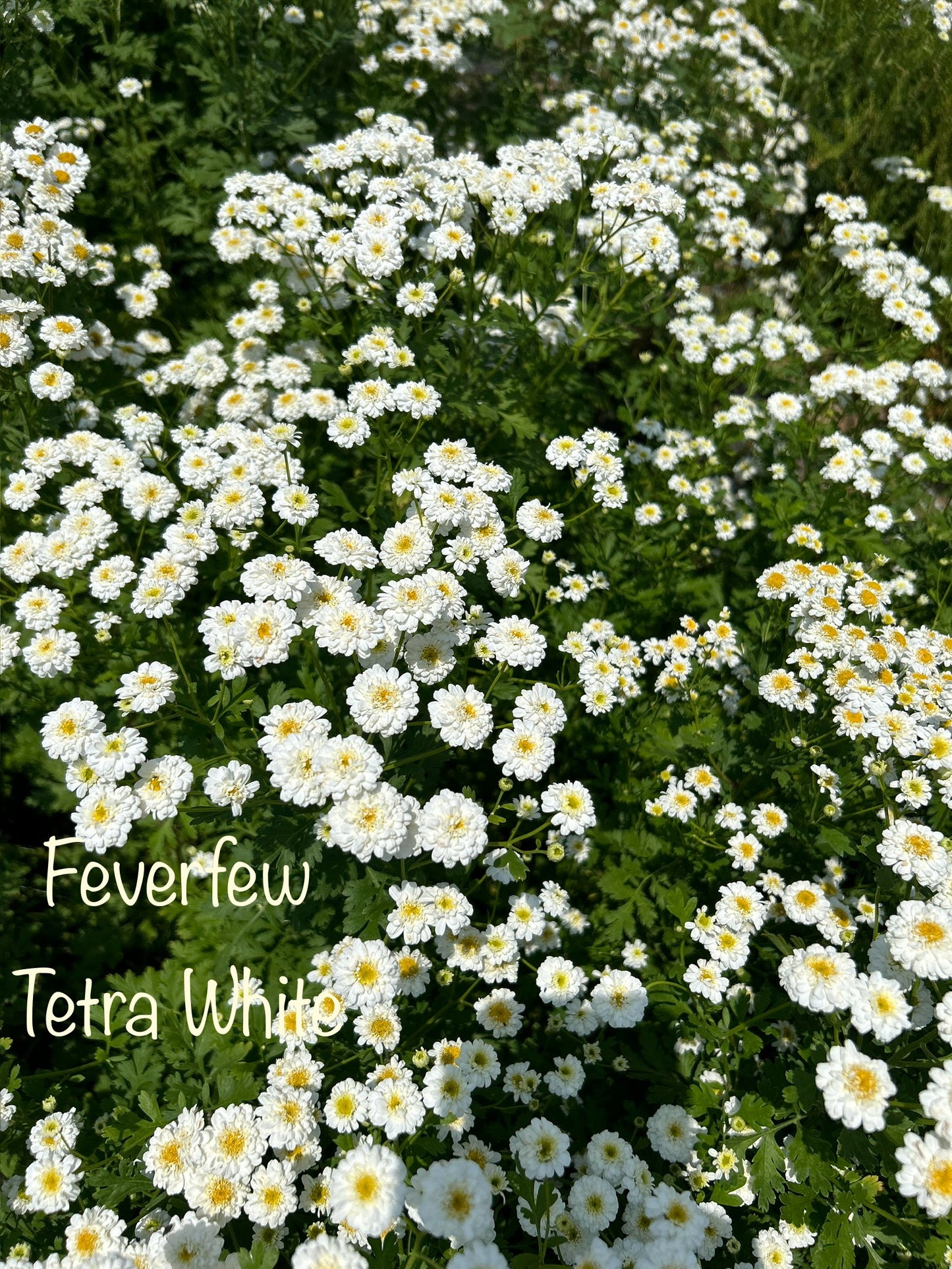 Cool Flowers & Soil Blocking Workshop
