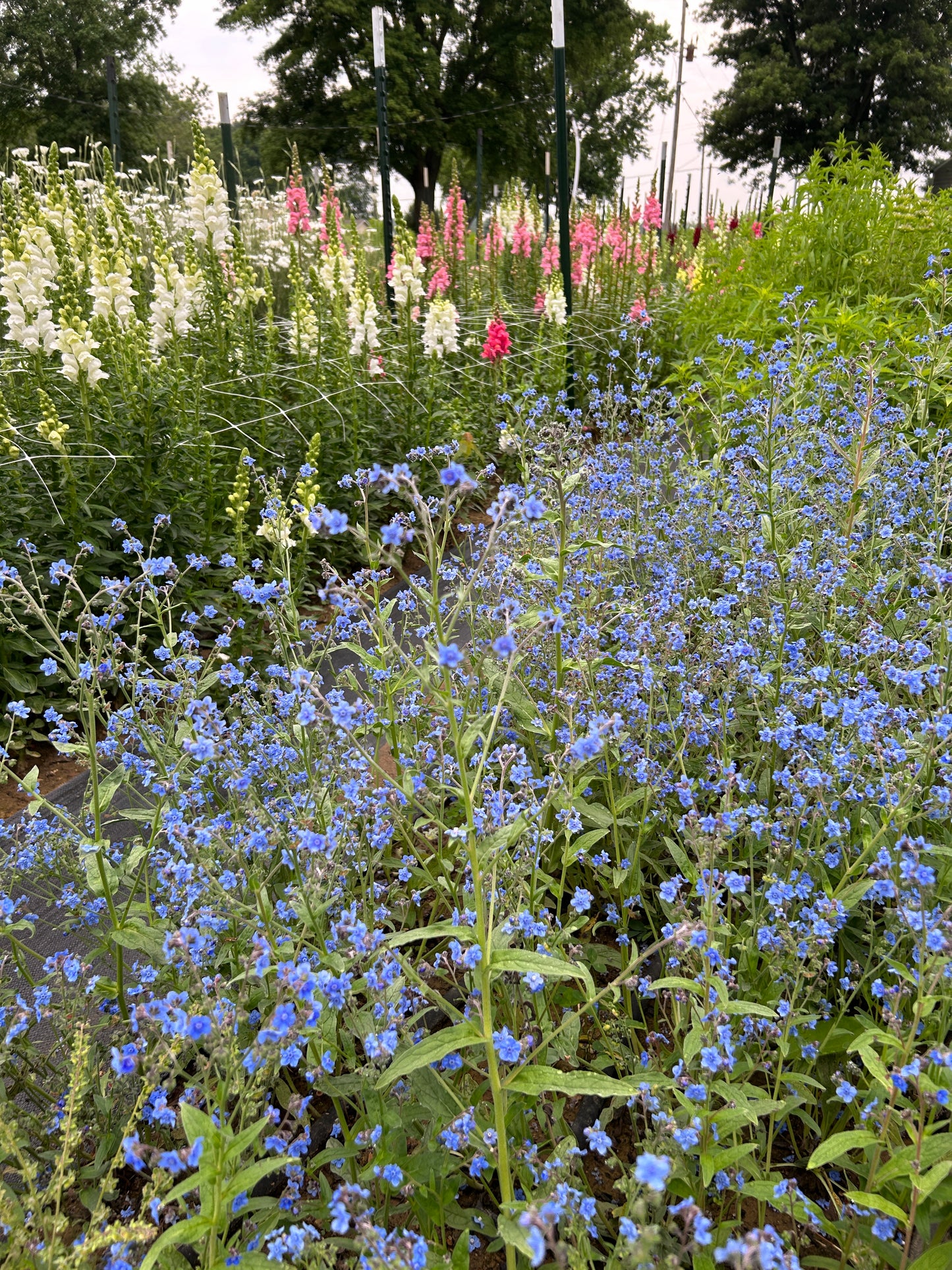 Cool Flowers & Soil Blocking Workshop
