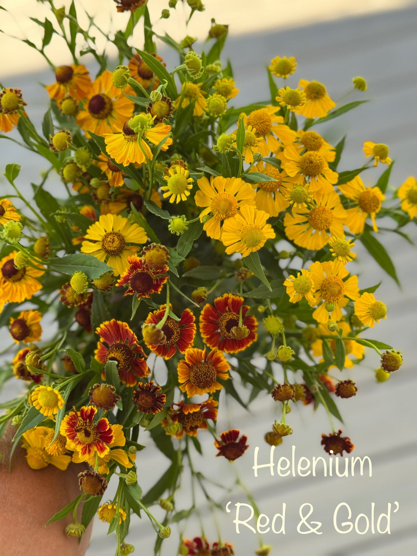Cool Flowers & Soil Blocking Workshop