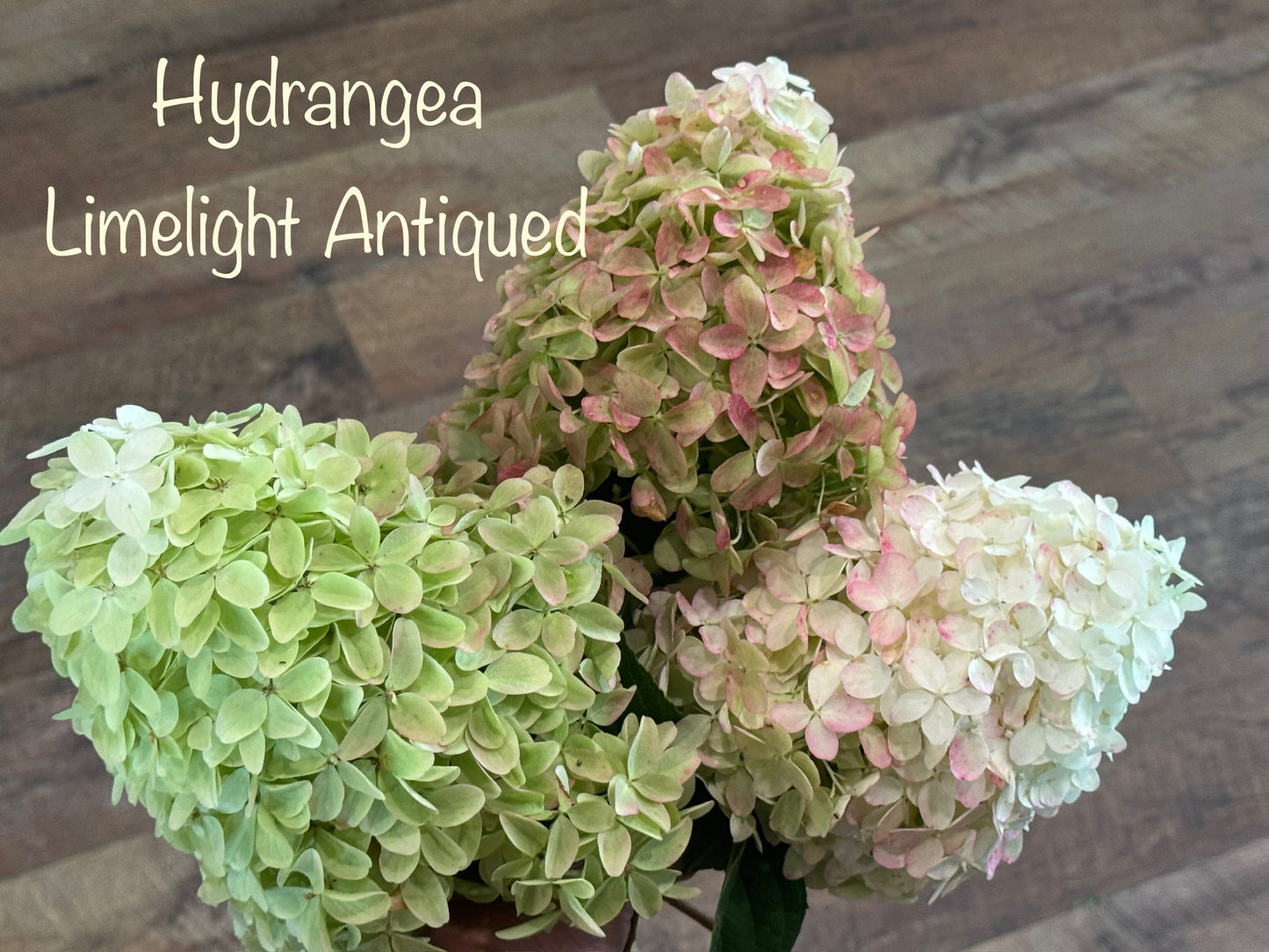 Flower of the Month Bouquet Workshops