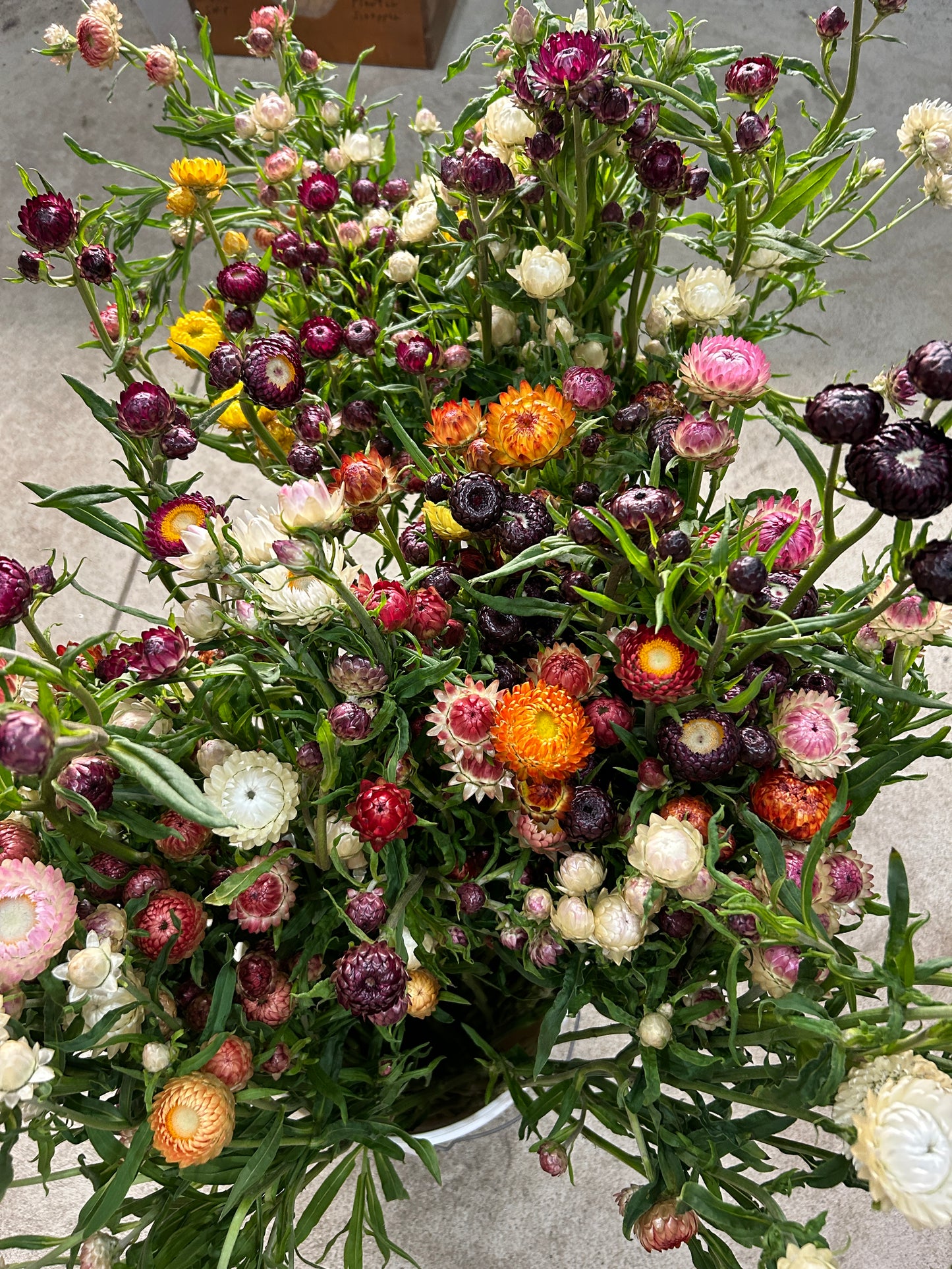 Cool Flowers & Soil Blocking Workshop