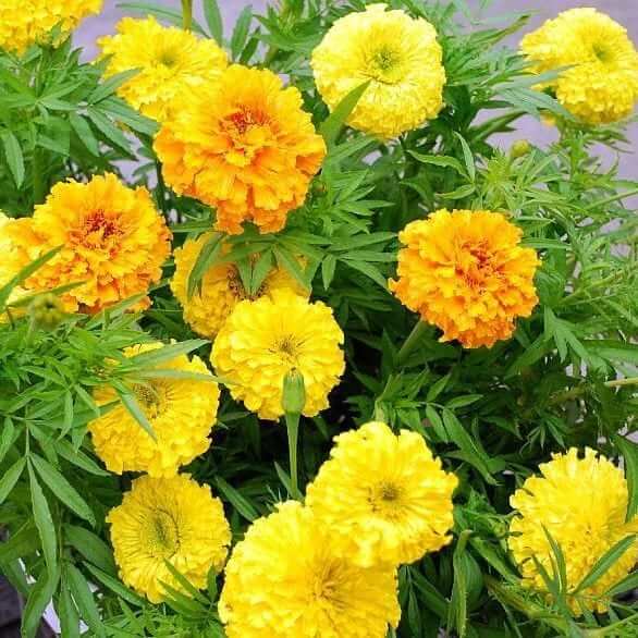 Flower of the Month Bouquet Workshops