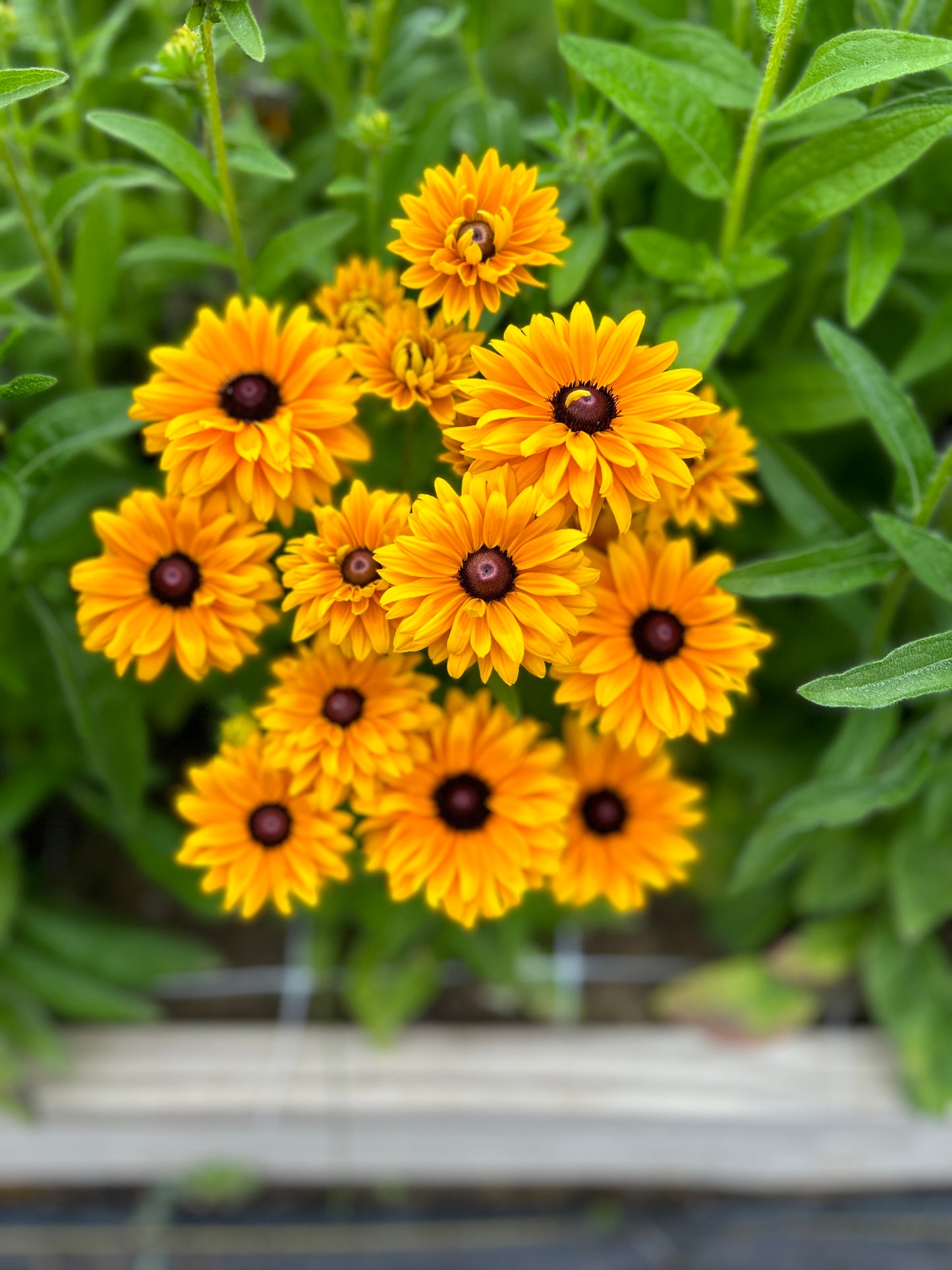 Cool Flowers & Soil Blocking Workshop