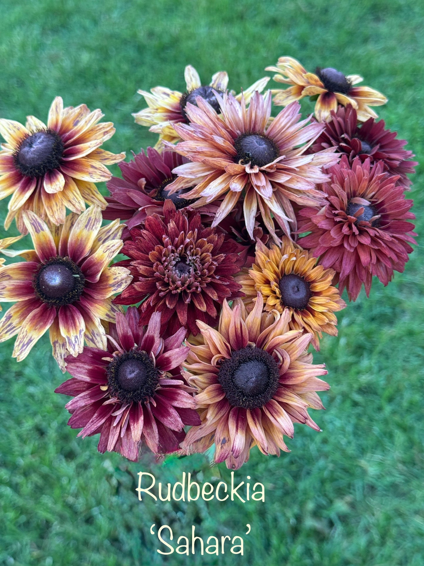 Cool Flowers & Soil Blocking Workshop
