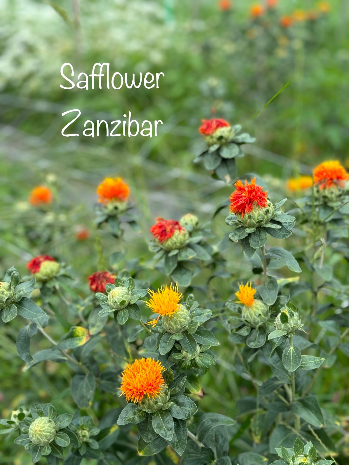 Cool Flowers & Soil Blocking Workshop