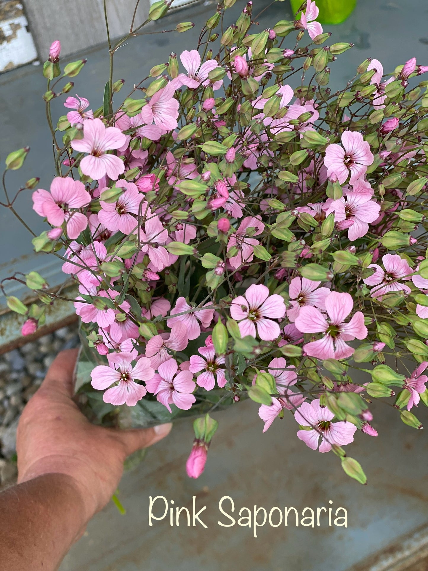 Cool Flowers & Soil Blocking Workshop