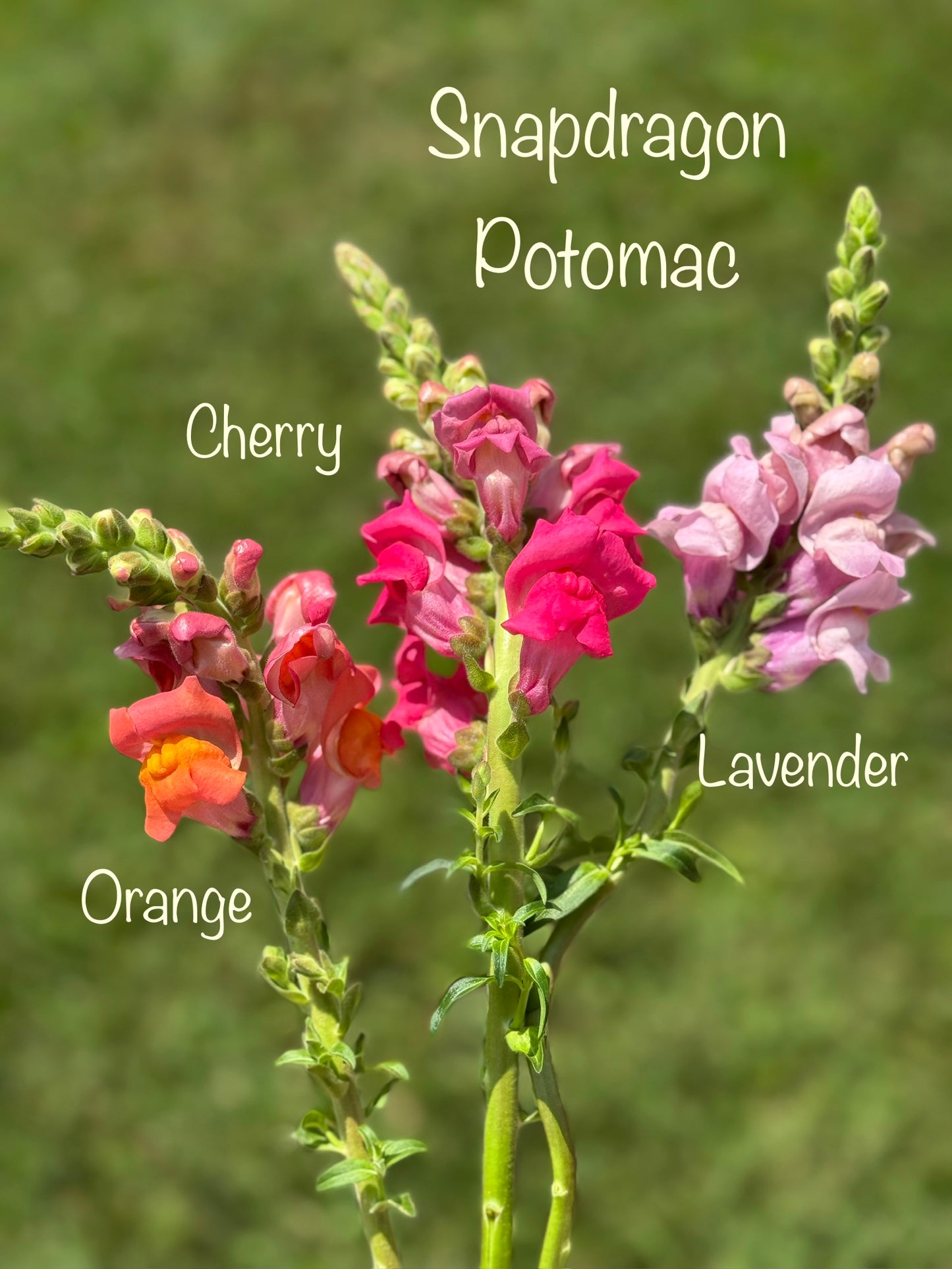 Cool Flowers & Soil Blocking Workshop
