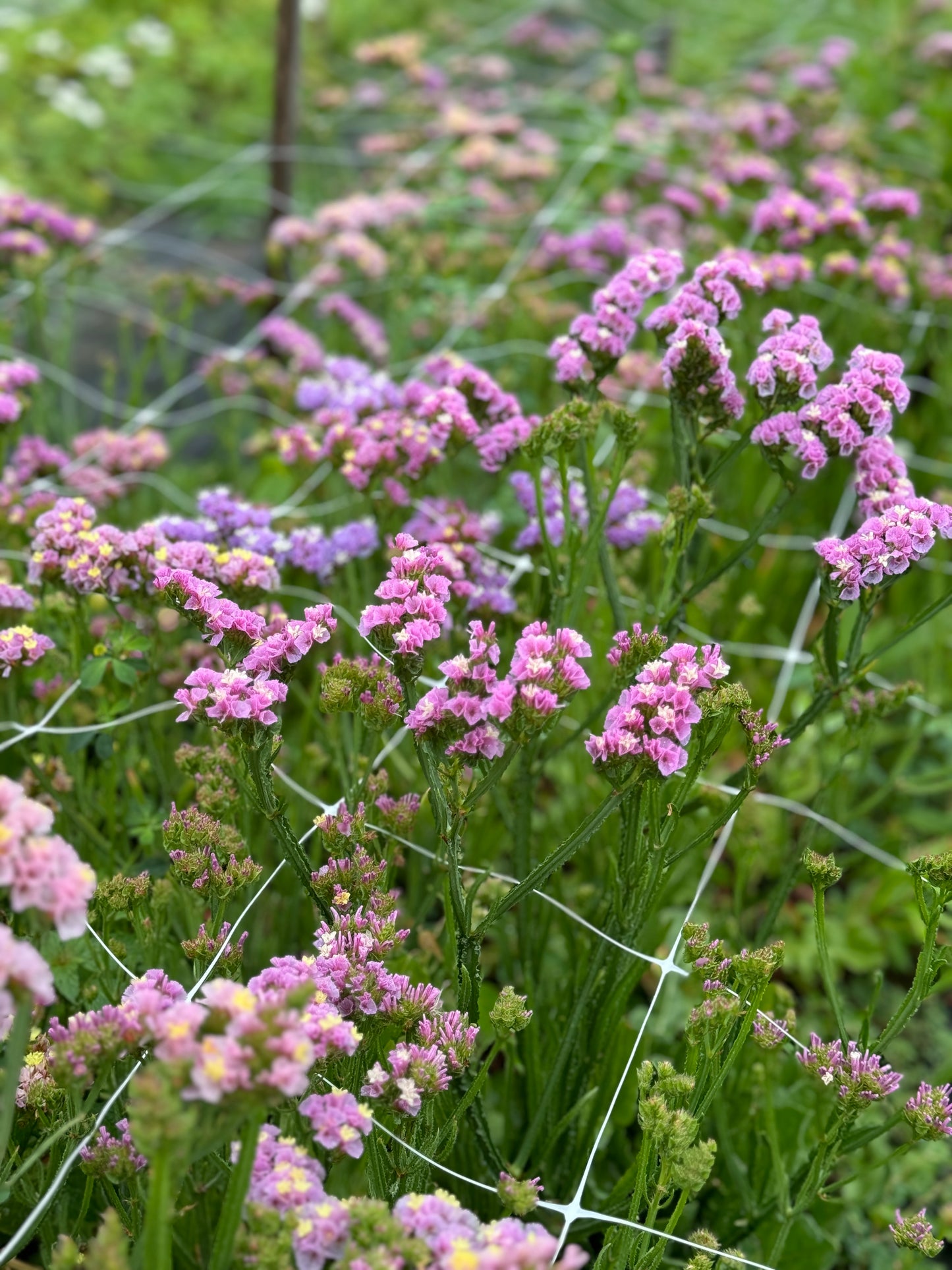 Cool Flowers & Soil Blocking Workshop