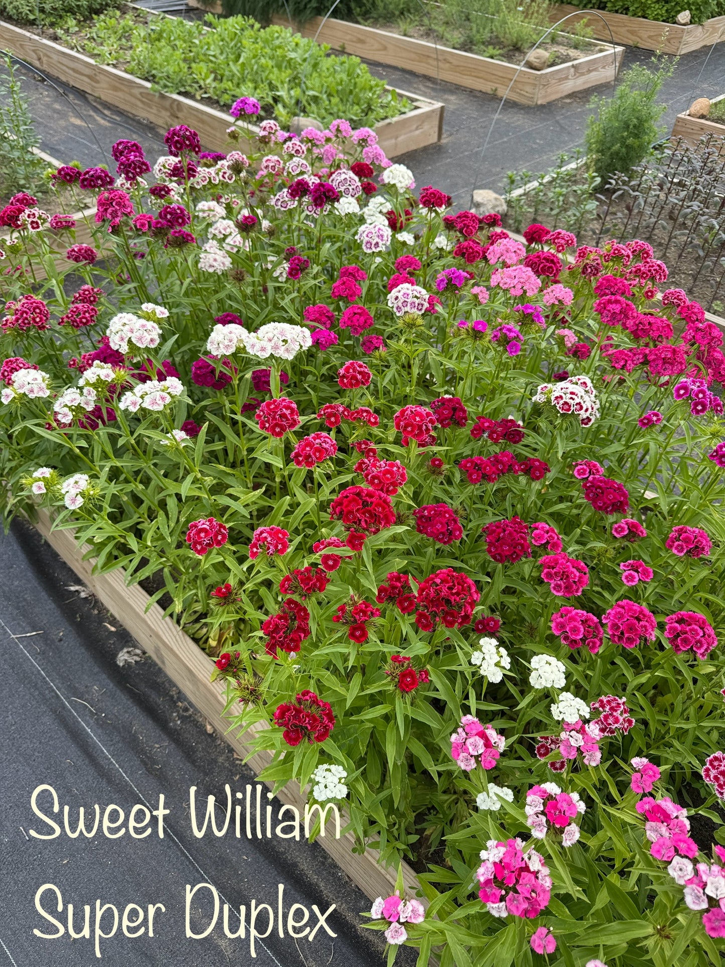 Cool Flowers & Soil Blocking Workshop